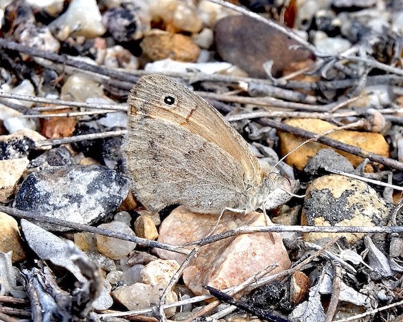 dusky meadow brown